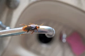 cafard sur un robinet de cuisine