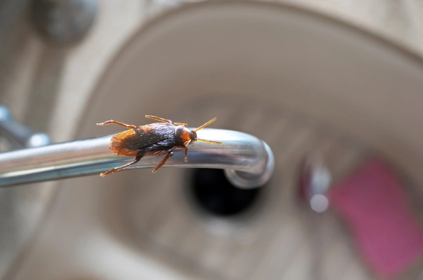 cafard sur un robinet de cuisine