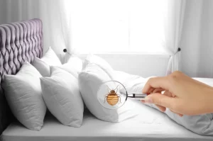 punaise de lit dans un lit