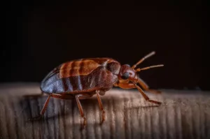 punaise de lit qui marche