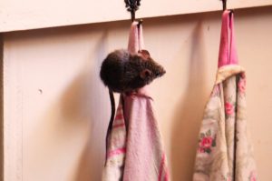 souris sur un torchon de cuisine